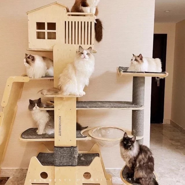 a picture showing cat tree tower as a high-ticket dropshipping product